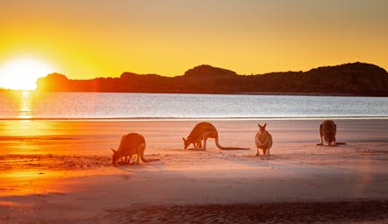 Kangaroo on the Beach at sunrise tour